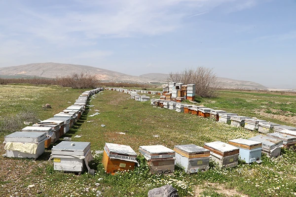 Arıcılar umutlu