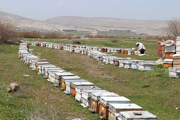 Arıcılar umutlu