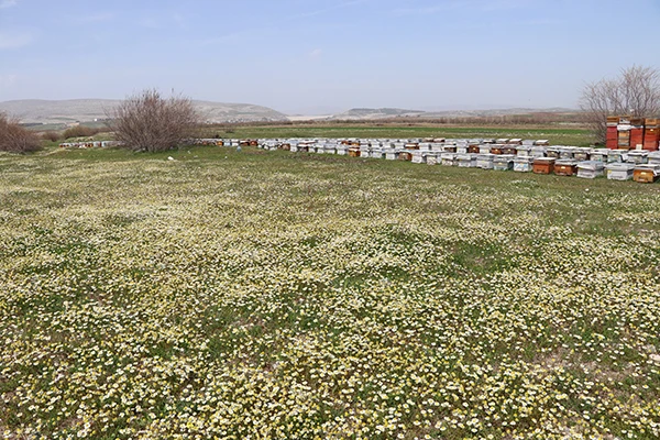 Arıcılar umutlu