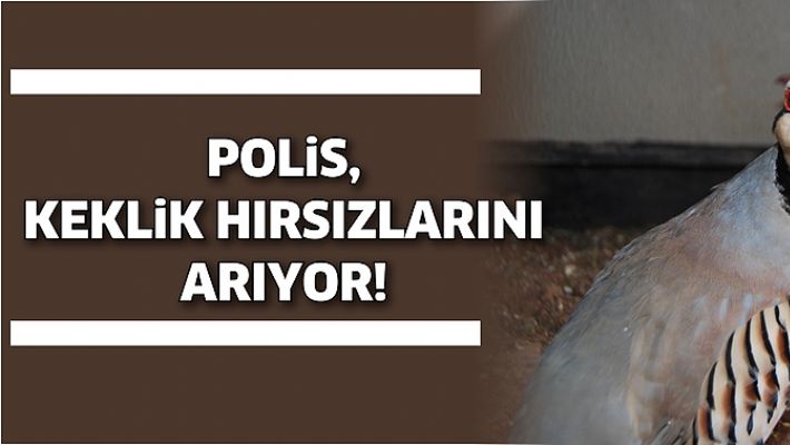 POLİS, KEKLİK HIRSIZLARINI ARIYOR!