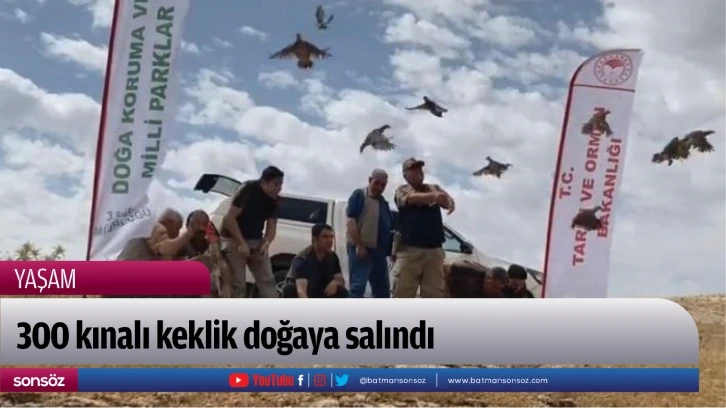 300 kınalı keklik doğaya salındı