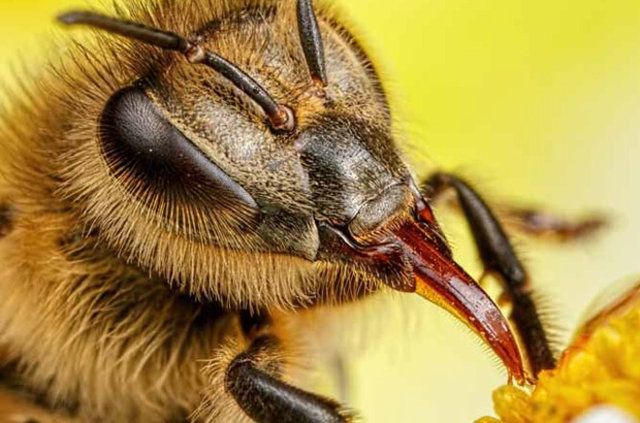 Bilim İnsanları, Arılarda Şimdiye Kadar Keşfedilmemiş 27 Virüs Türü Keşfetti