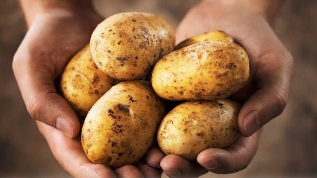 Suriye'den ithal edilen patatesler için GMO'dan açıklama: 'Kimyasal kalıntı kakkında ciddi tereddütlerimiz var'