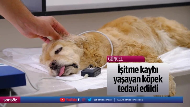İşitme kaybı yaşayan köpek tedavi edildi