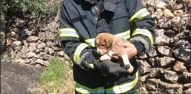 Kuyuya düşen köpek yavrusu itfaiye ekiplerince kurtarıldı