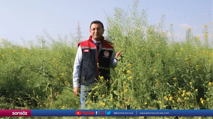 Siirt'te deneme amaçlı ekilen "yem şalgamı" bitkisinin hasadı yapıldı