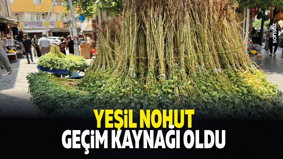 Yeşil nohut geçim kaynağı oldu