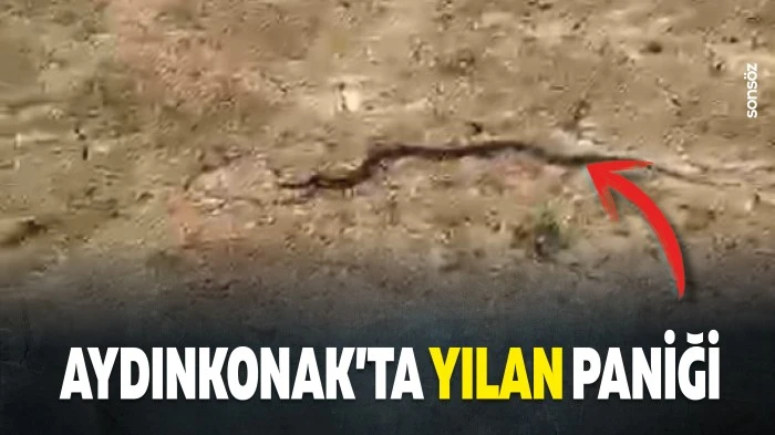 Aydınkonak&rsquo;ta yılan paniği