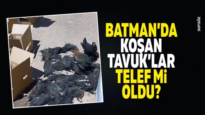 Batman&rsquo;da Koşan Tavuk&rsquo;lar telef mi oldu?