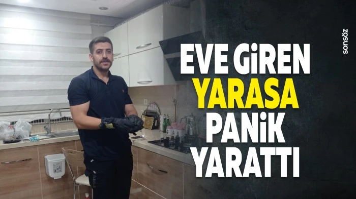 Eve giren yarasa, panik yarattı