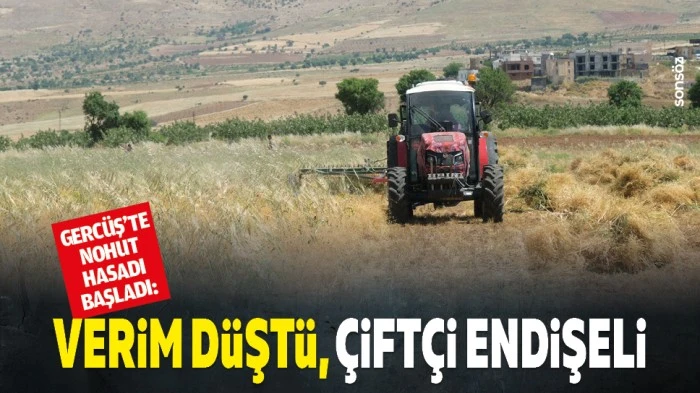 Gerc&uuml;ş&rsquo;te nohut hasadı başladı: Verim d&uuml;şt&uuml;, &ccedil;ift&ccedil;i endişeli