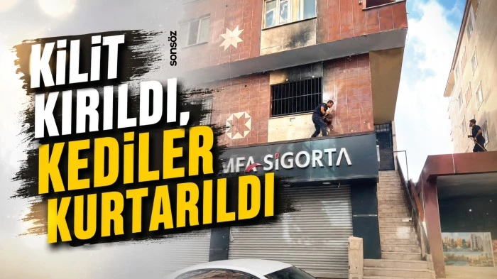 Kilit kırıldı, kediler kurtarıldı