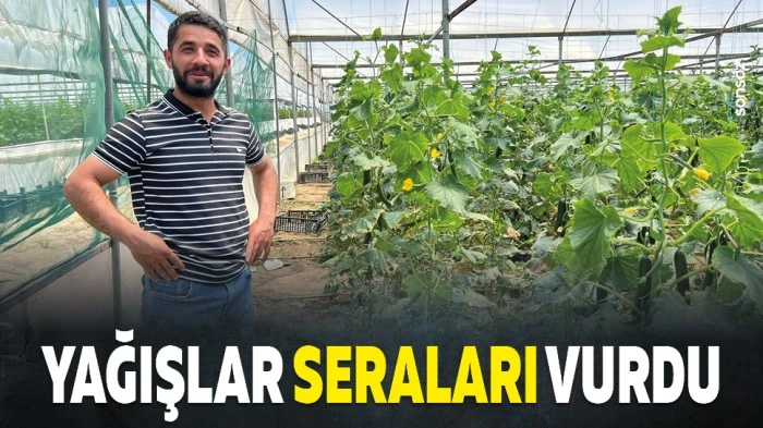 Yağışlar seraları vurdu