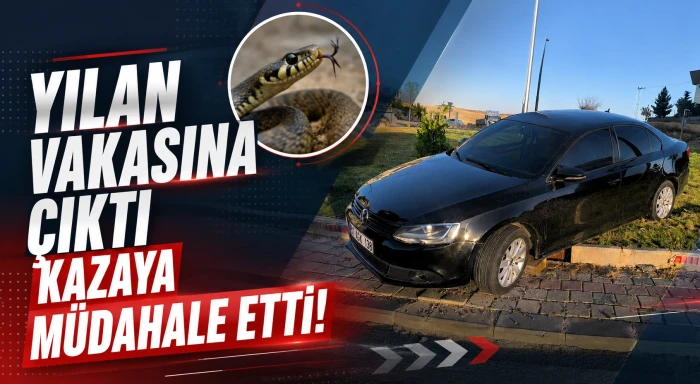 Yılan vakasına &ccedil;ıktı Kazaya m&uuml;dahale etti!