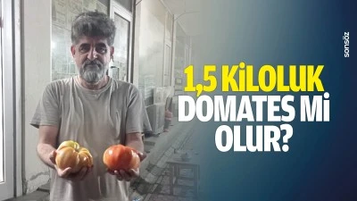 1,5 kiloluk domates mi olur?