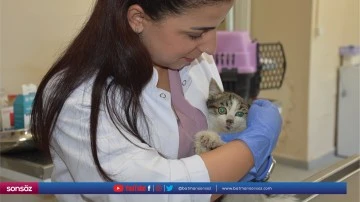 1 yılda 953 sahipsiz hayvan tedavi edildi