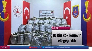 10 bin k&ouml;k kenevir ele ge&ccedil;irildi