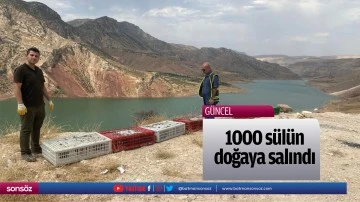 1000 s&uuml;l&uuml;n doğaya salındı