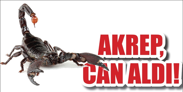 AKREP, CAN ALDI!