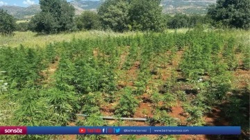 102 bin k&ouml;k Hint keneviri ele ge&ccedil;irildi
