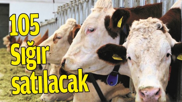 105 SIĞIR SATILACAK