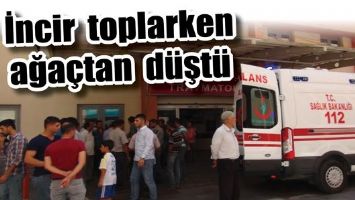 İNCİR TOPLARKEN AĞA&Ccedil;TAN D&Uuml;ŞT&Uuml;