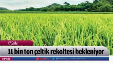 11 bin ton &ccedil;eltik rekoltesi bekleniyor