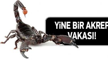 YİNE BİR AKREP VAKASI!