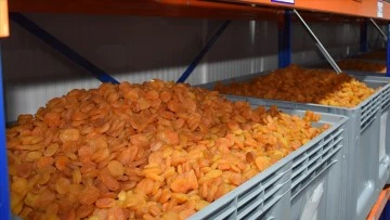 115 &uuml;lkeye ihra&ccedil; edilen Malatya kayısısından yaklaşık 400 milyon dolar gelir sağlandı