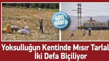 YOKSULLUĞUN KENTİNDE MISIR TARLALARI, İKİ DEFA Bİ&Ccedil;İLİYOR