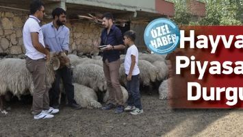 HAYVAN PİYASASI  DURGUN