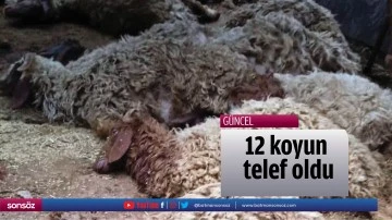 12 koyun telef oldu