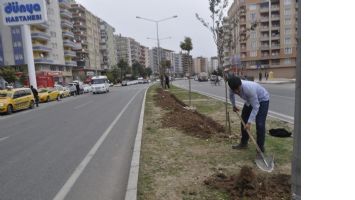 BATMAN, KARAYOLLARIYLA DAHA YEŞİL