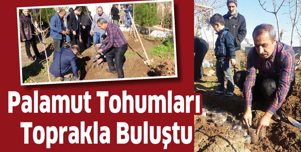PALAMUT TOHUMLARI TOPRAKLA BULUŞTU