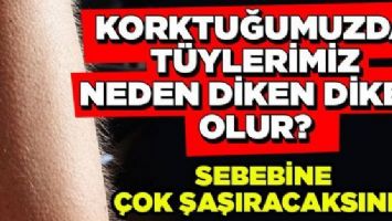 T&Uuml;YLER NEDEN DİKEN DİKEN OLUR?
