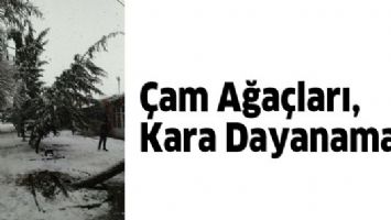&Ccedil;AM AĞA&Ccedil;LARI, KARA DAYANAMADI