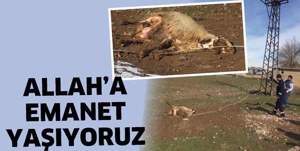 ALLAH&rsquo;A EMANET YAŞIYORUZ