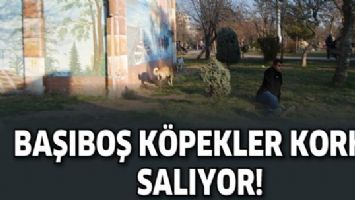 BAŞIBOŞ K&Ouml;PEKLER KORKU SALIYOR!