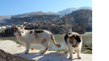 HASANKEYF&rsquo;İN MODEL KEDİLERİ