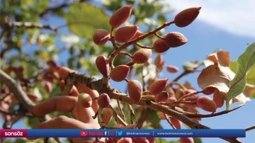 15 ton fıstık hasadı yapıldı