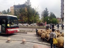 KOYUN S&Uuml;R&Uuml;S&Uuml; TRAFİĞİ ALT &Uuml;ST ETTİ