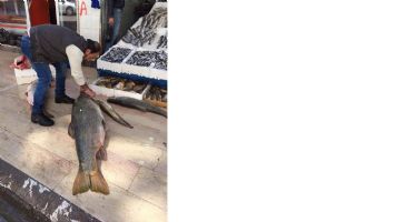 BOTAN &Ccedil;AYI&rsquo;NDA 100 KİLOLUK BALIK YAKALANDI