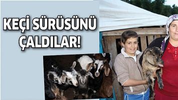 KE&Ccedil;İ S&Uuml;R&Uuml;S&Uuml;N&Uuml; &Ccedil;ALDILAR!