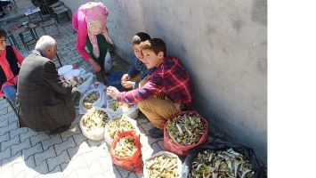 YERLİ PANCARLAR ALICISINI BEKLİYOR