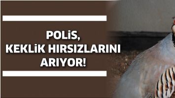 POLİS, KEKLİK HIRSIZLARINI ARIYOR!