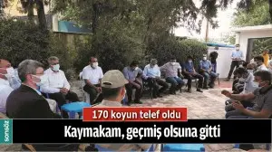 170 KOYUN TELEF OLDU