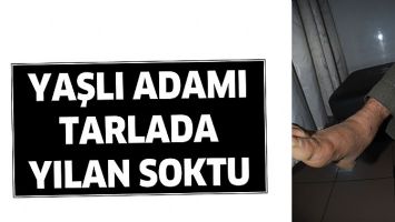 YAŞLI ADAMI TARLADA YILAN SOKTU