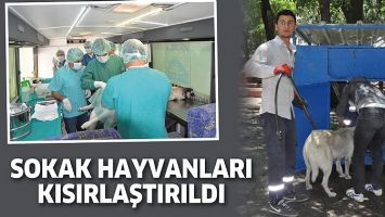 SOKAK HAYVANLARI KISIRLAŞTIRILDI