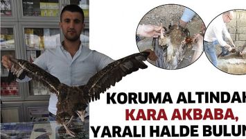 KORUMA ALTINDAKİ KARA AKBABA, YARALI HALDE BULUNDU