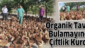 ORGANİK TAVUK BULAMAYINCA &Ccedil;İFTLİK KURDU